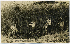 Harvesting Wheat in Missouri