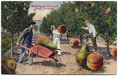 Washington Pear and Peach Orchard