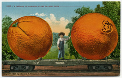 A Carload of Mammoth Navel Oranges