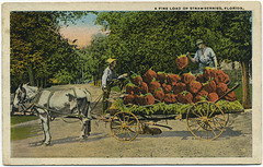 A Fine Load of Strawberries, Florida
