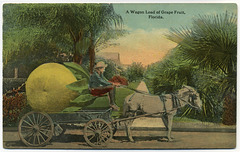 A Wagon Load of Grape Fruit, Florida
