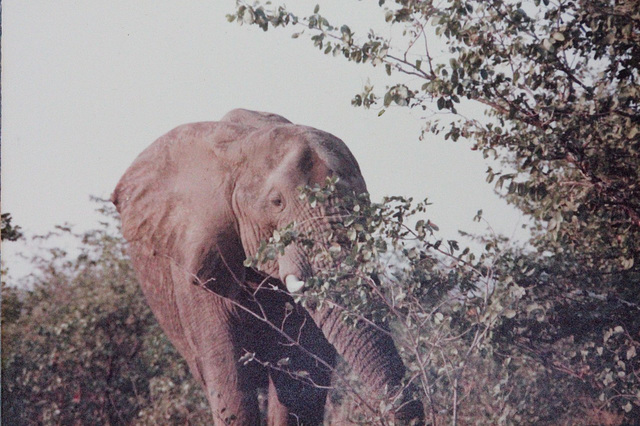Kruger Park Elephant
