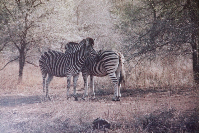 Zebra in the Kruger Park