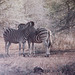 Zebra in the Kruger Park