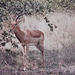 Kruger Park Impala Buck