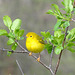 yellow warbler may 17 2014 don valley DSC 8206