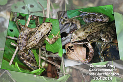 Common Frog - East Blatchington - 30.4.2014