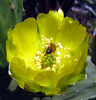 Bee in cactus flower (2140A)