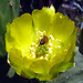 Bee in cactus flower (2140A)