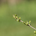 Purging buckthorn (Rhamnus cathartica)