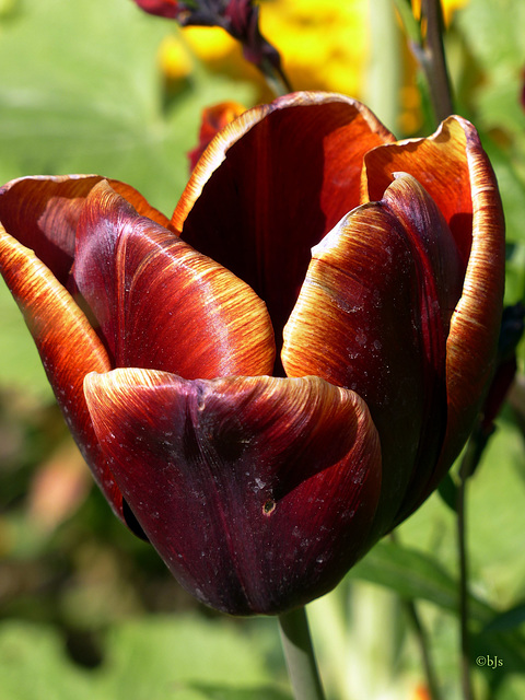 Une tulipe chocolat pour vous souhaiter de joyeuses Pâques
