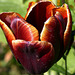 Une tulipe chocolat pour vous souhaiter de joyeuses Pâques