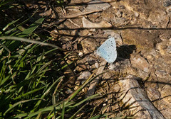 Small blue butterfly or Holly Blue?