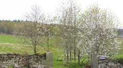 Cherries in blossom - pond garden