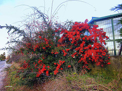 Buisson rouge
