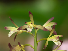 Aplectrum hyemale (Puttyroot orchid, Adam-and-Eve orchid)