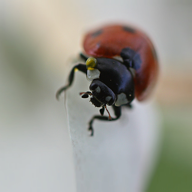 IMG 0431 ladybird, ladybird