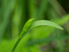 Cleistesiopsis bifaria (Small Spreading Pogonia orchid) aka Cleistes bifaria