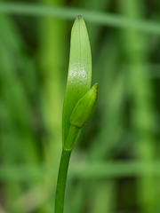Cleistesiopsis bifaria (Small Spreading Pogonia orchid) aka Cleistes bifaria