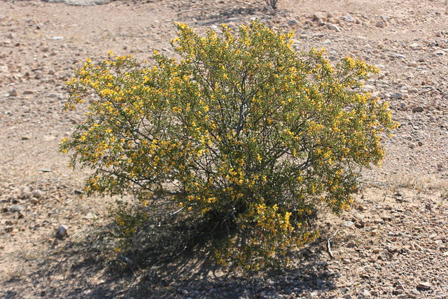 Blooming creosote bush