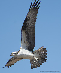 osprey1