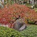 Japanese Red Maple – Japanese Garden, Portland, Oregon