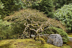 A Living Corkscrew – Japanese Garden, Portland, Oregon