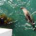 seal at Point Lonsdale jetty