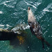seal at Point Lonsdale jetty