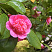 Pink Eye – Japanese Garden, Portland, Oregon