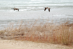 East Bay Geese