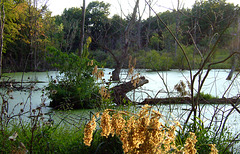 Three Views of a Pond