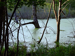 Three Views of a Pond
