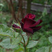 rose "black baccara