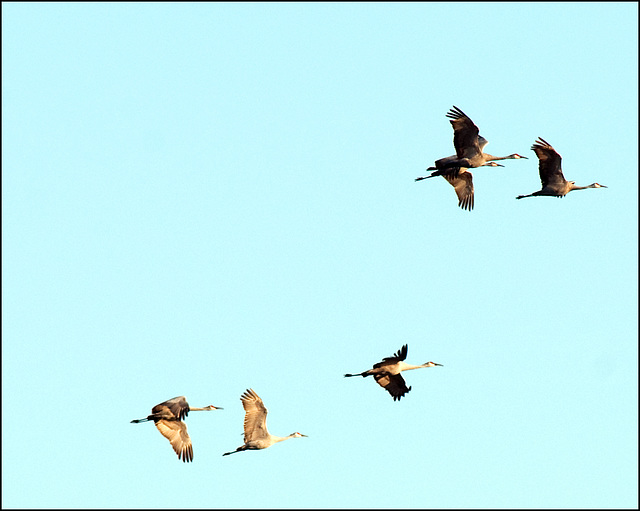 Sandhill Cranes Overhead
