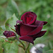 rose "black baccara"