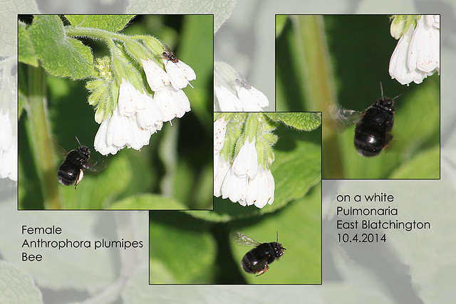 Anthrophora plumipes Bee - East Blatchington - 10.4.2014