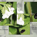 Anthrophora plumipes Bee - East Blatchington - 10.4.2014