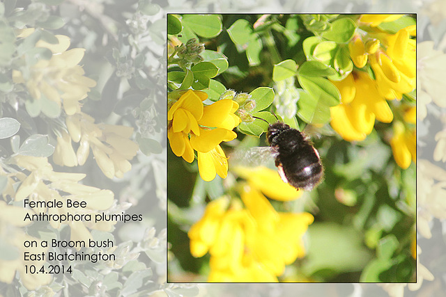 Anthrophora plumipes Bee on Broom - East Blatchington - 10.4.2014