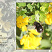 Anthrophora plumipes Bee on Broom - East Blatchington - 10.4.2014