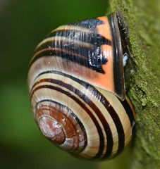 Dark Lipped Banded Snail