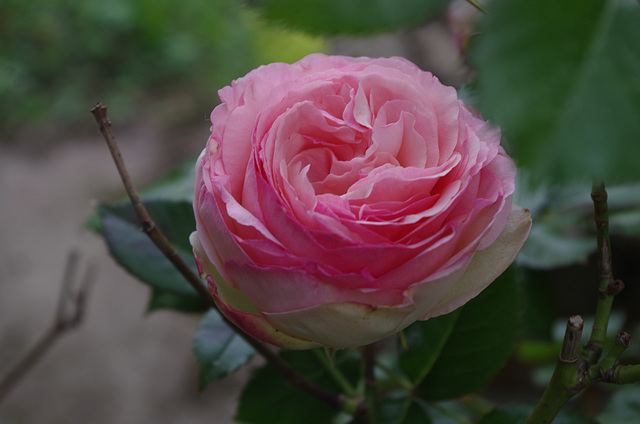 rose "Pierre de Ronsard" - rosier grimpant
