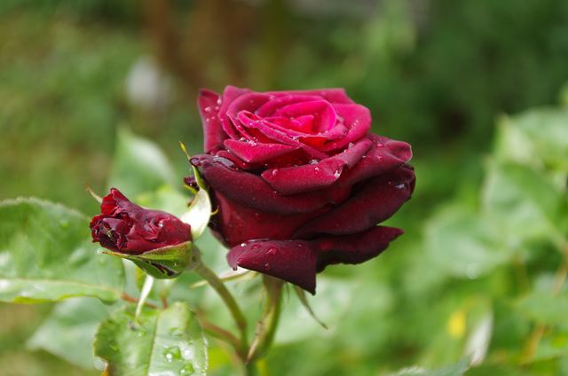 rose "black baccara"