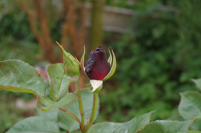 rose "Black baccara" obtenteur Meilland Lyon