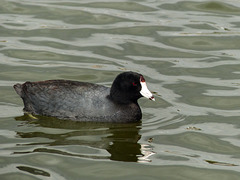 A cooperative Coot