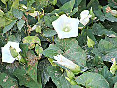 Convolvulus in Forest