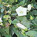 Convolvulus in Forest