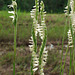 Spiranthes laciniata (Lace-lipped ladies'-tresses orchid)