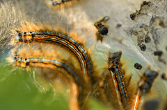 Caterpillars of the Lackey Moth - 3