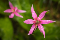 Raining Pink Fawn Lilies